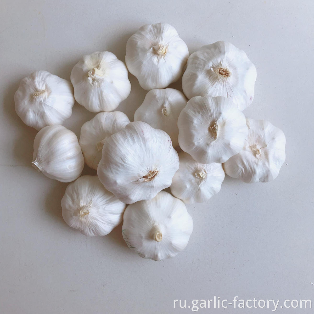 Cheap and good fresh garlic ajo 